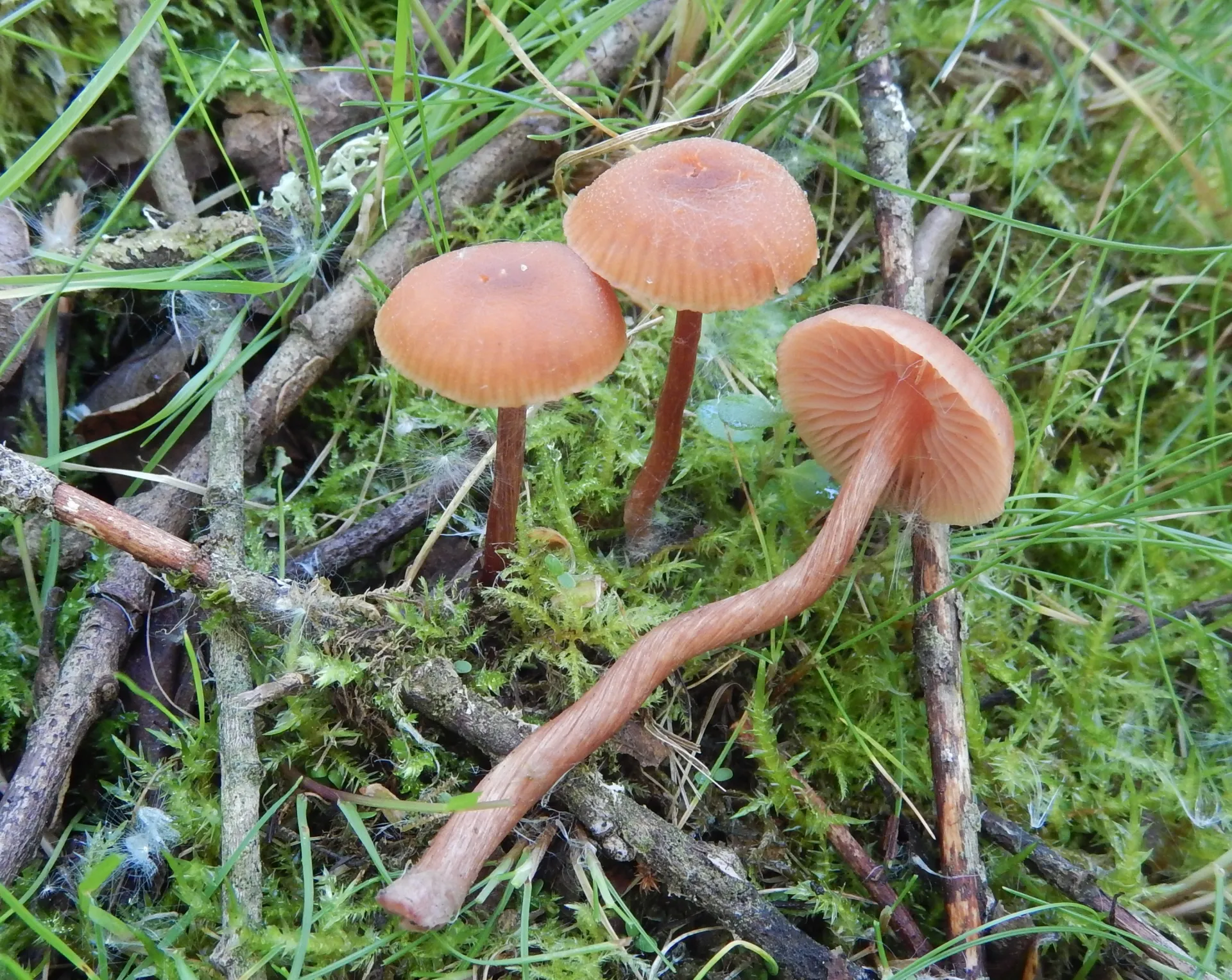 Laccaria pumila, 23-05-02